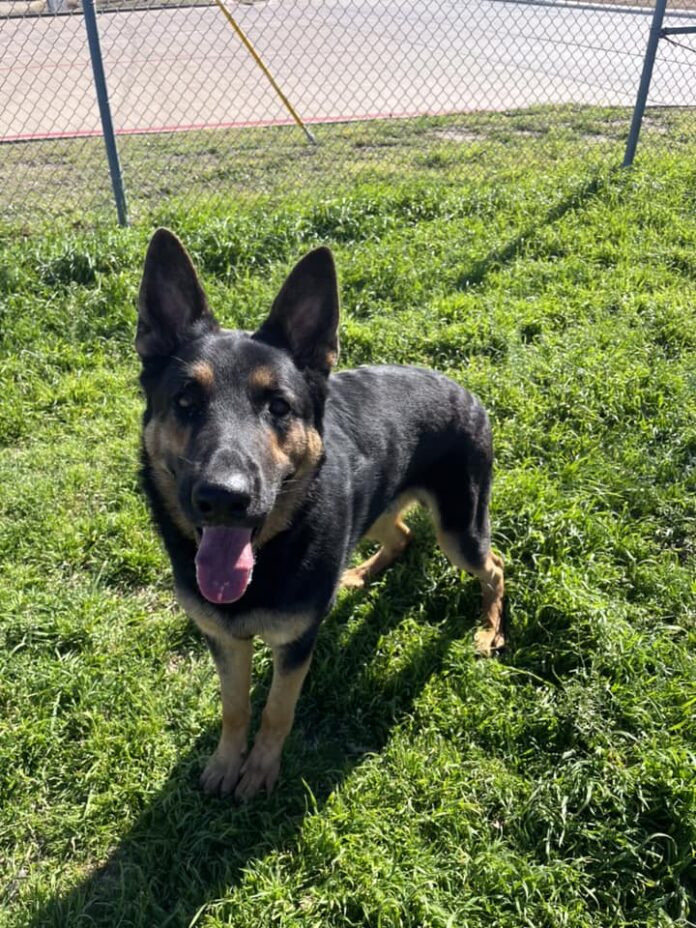 ‘Last call’ for handsome German shepherd at Fort Worth shelter