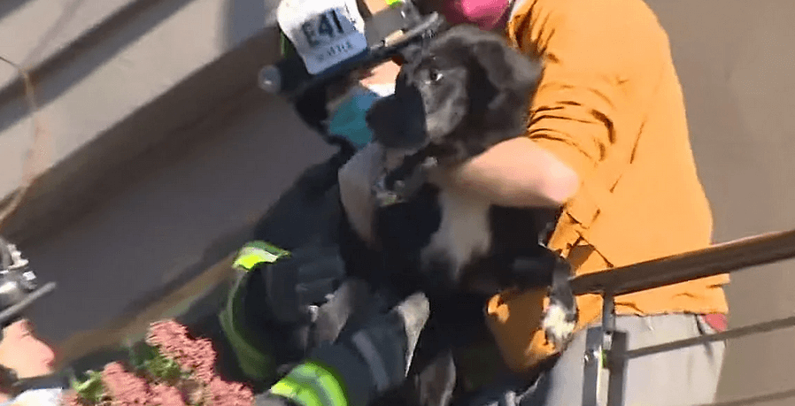 landslide-dog1