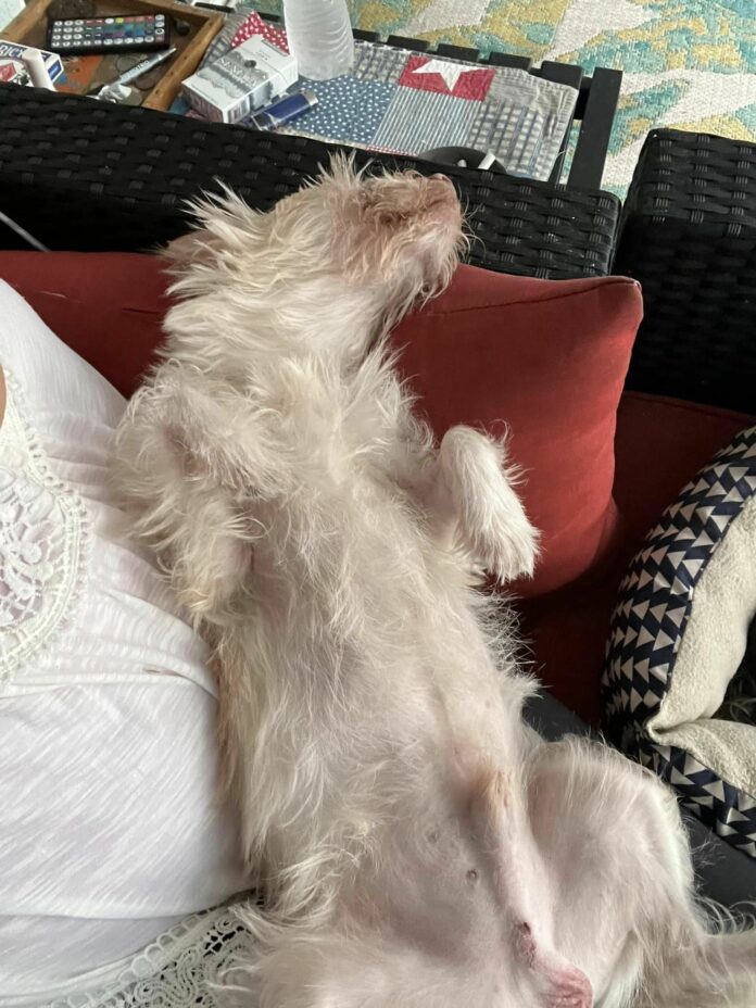 Heartwarming: Pup abandoned with mouth bound shut with rubber band and shoestring finds perfect home