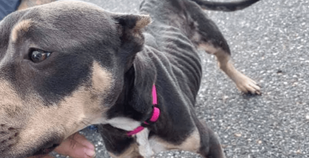 Emaciated dog trapped in abandoned attic fell in love with her rescuer at first sight