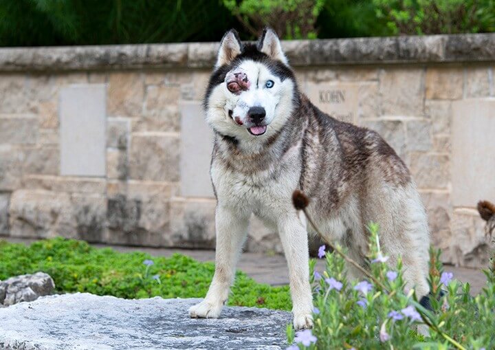 Heartbreaking updates: Sometimes as hard as rescuers try precious lives are cut short