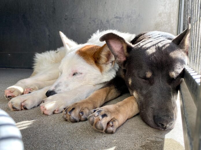 Shelter inmates made the best of their situation until one dog adopted and other moved to euth’ list