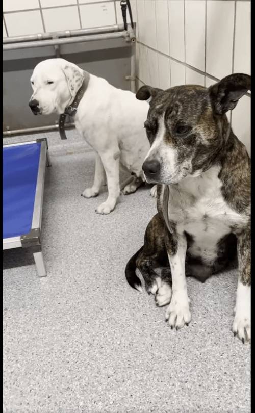 Scared dogs never do well in shelters