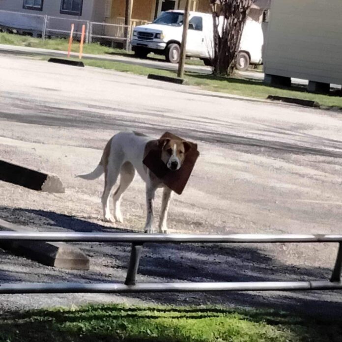 Second chance for scared Layla: Rescued After Months on the Streets