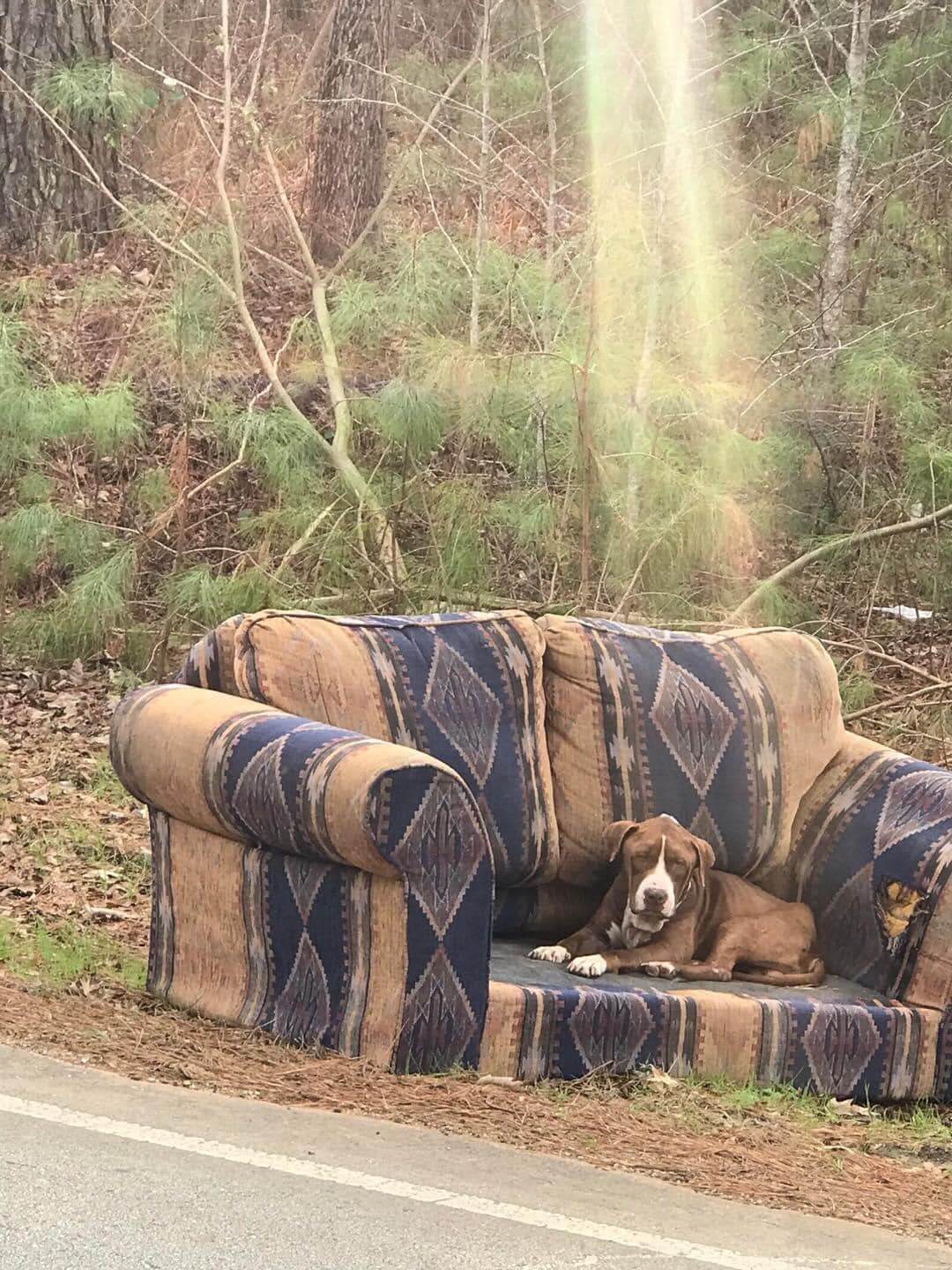 Abandoned dog who spent Christmas Day on discarded couch still waits for a new family