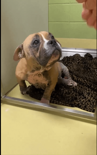 ‘She is breaking our hearts’: Senior pup euth’ listed at Kansas shelter