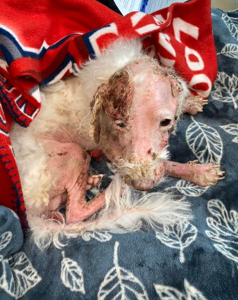 Rescued ‘Sunny’ is only a two- year-old and this is what months of neglect caused