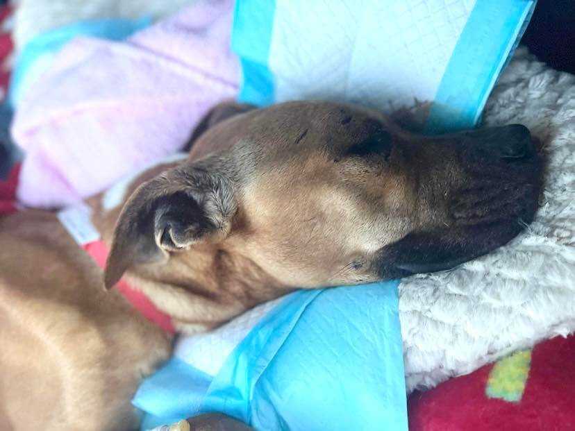 Heartbreaking update for Houston pup too weak to move away from puddle of water