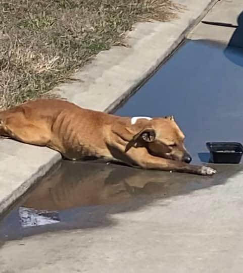 Crew of rescuers save stray on Houston street too weak to move away from puddle of water
