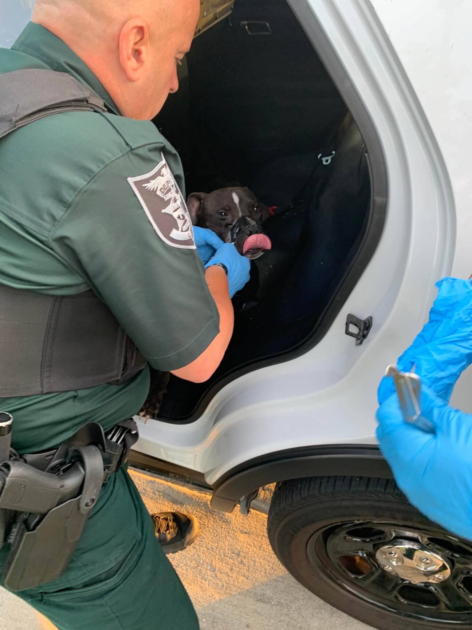 Florida man charged with animal cruelty after dog is found with his legs and mouth taped