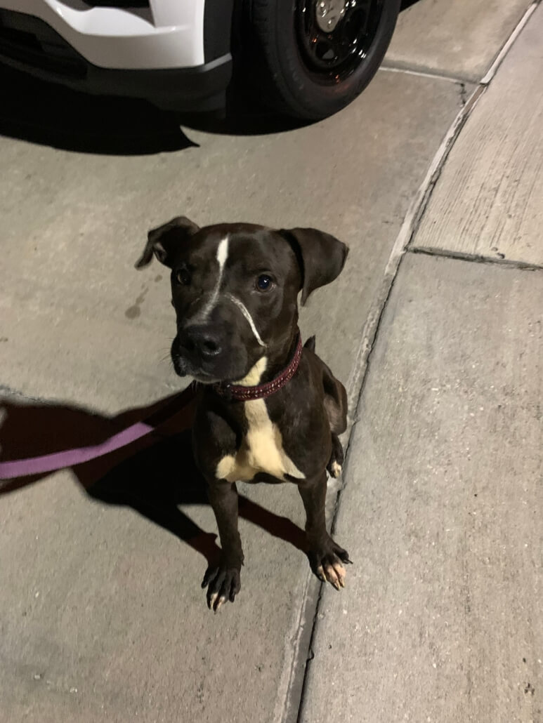 lee-county-poor-dog2-773x1030-1