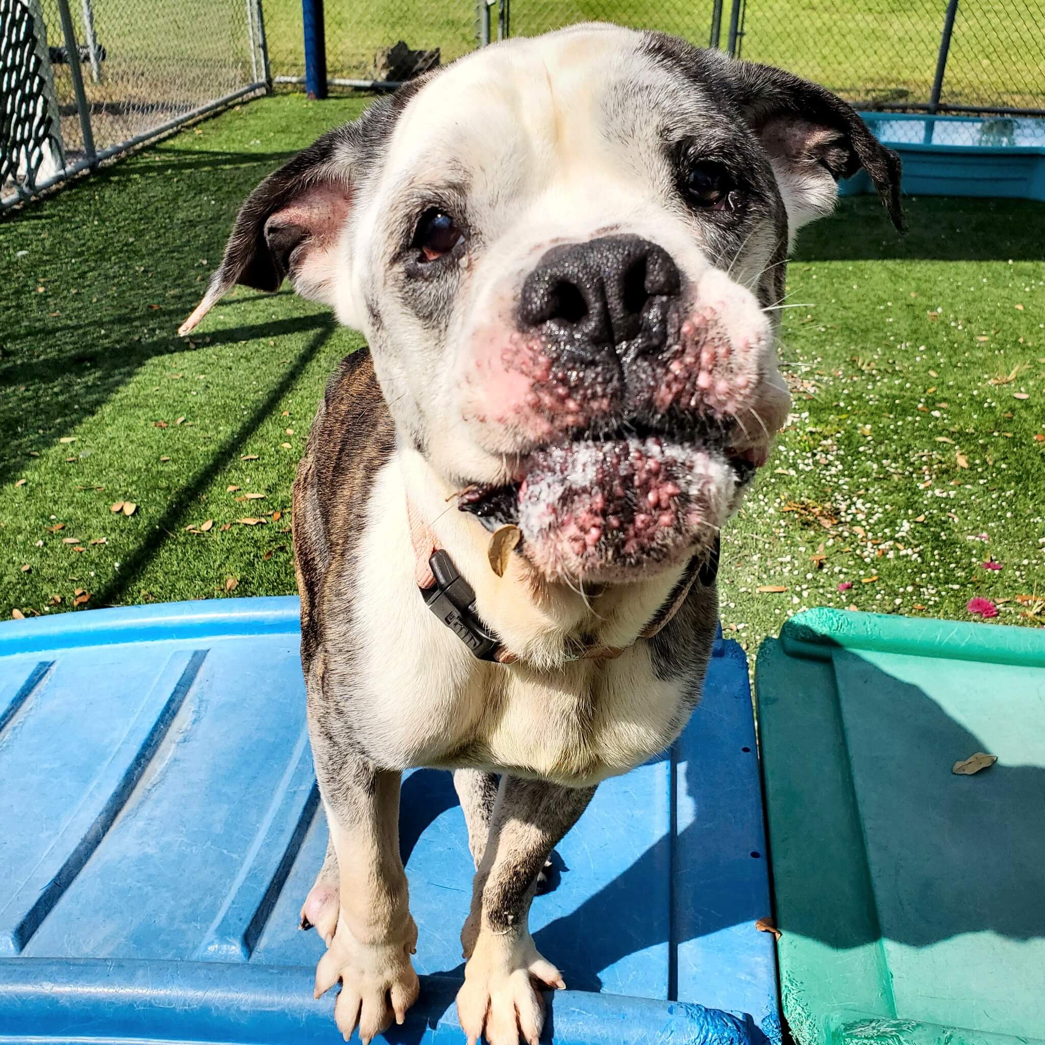 Abandoned pup melts and breaks hearts but looks at us with gentle and trusting eyes