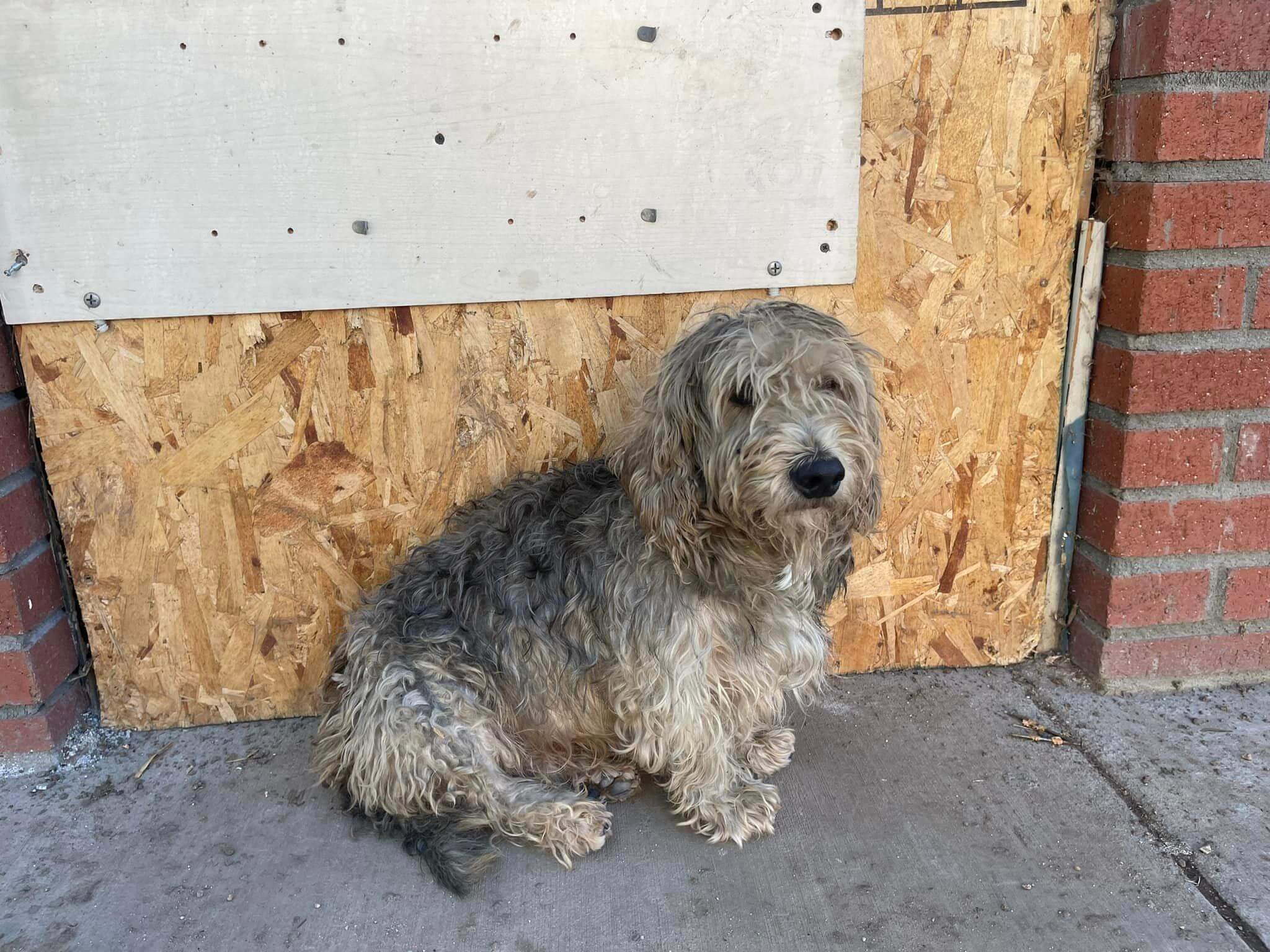 Left behind: Poor pup endured storms alone and no one cared but help arrived