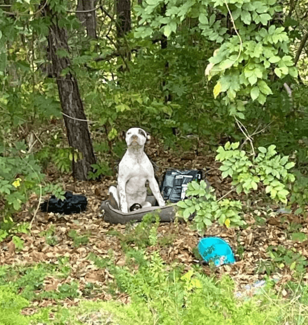 Urgent plea to save dog abandoned in forest with broken leg and all his toys