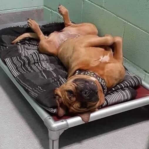 Can we help this dog? Legend has been at shelter because of ‘human failure’