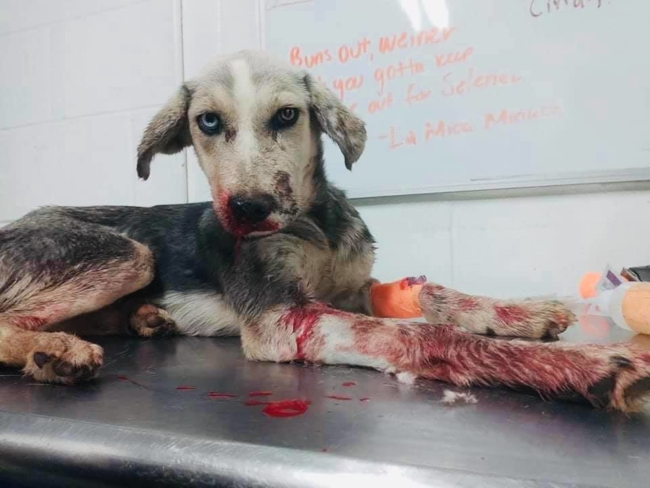 Emergency rescue underway as Texas shelter about to euthanize severely injured dog