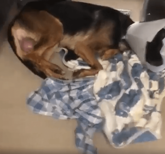 Neutering gone wrong: German shepherd can’t catch a break at shelter