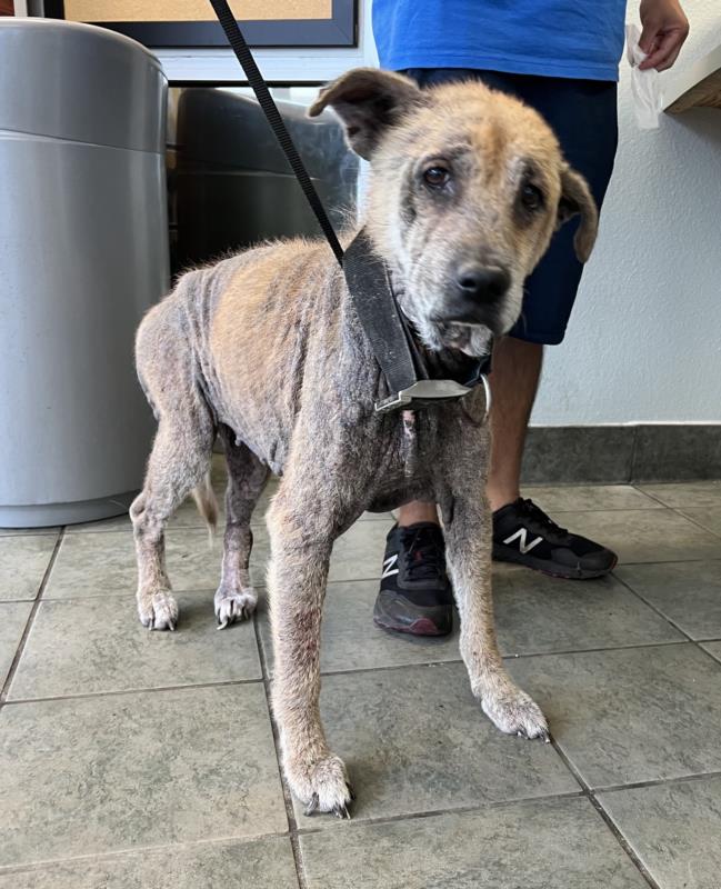 Heartbreaking: ‘Leilani’ ignored and neglected needs help out of Texas shelter