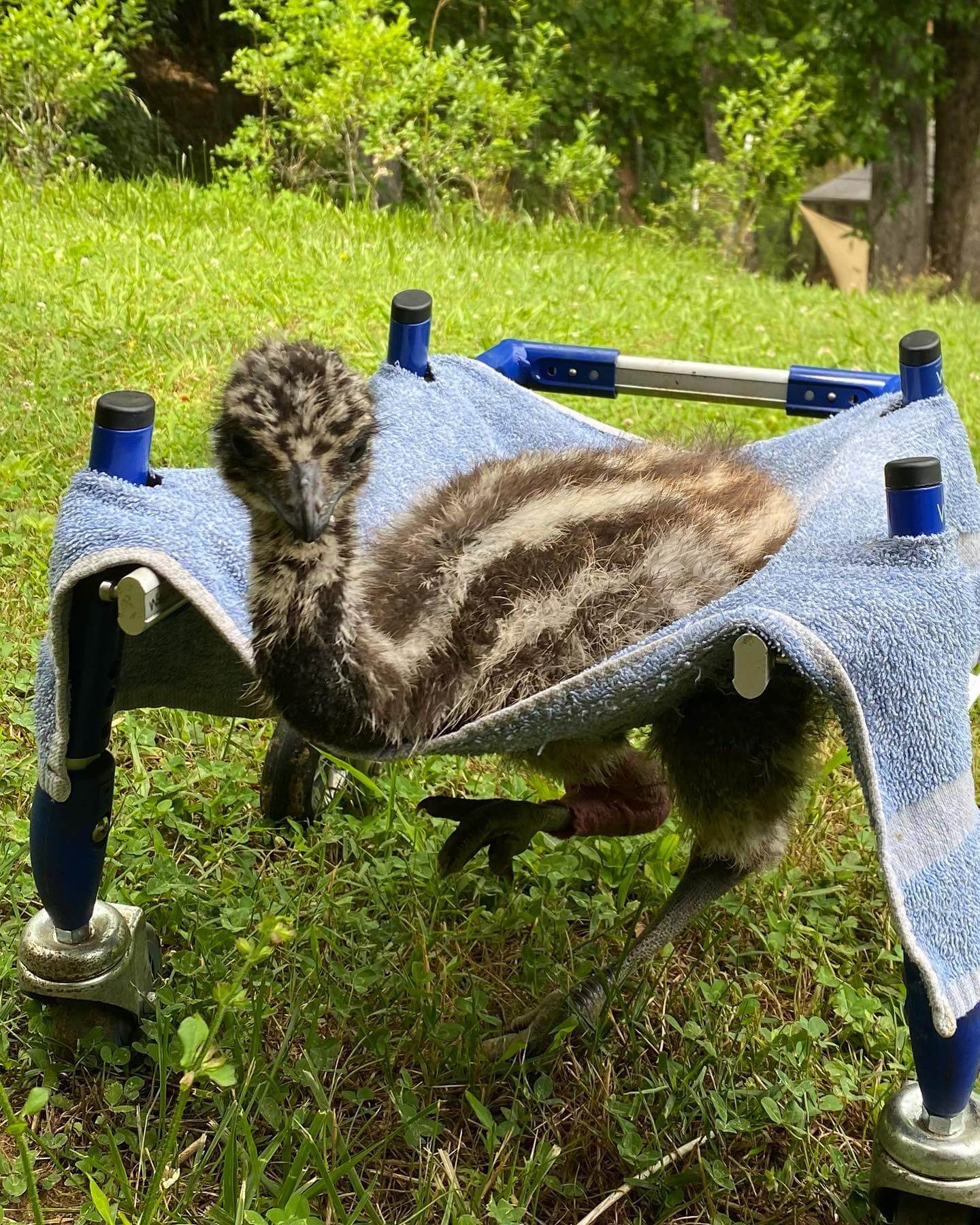 Baby emu that lived in a tote bag rescued and now gets around with custom wheels