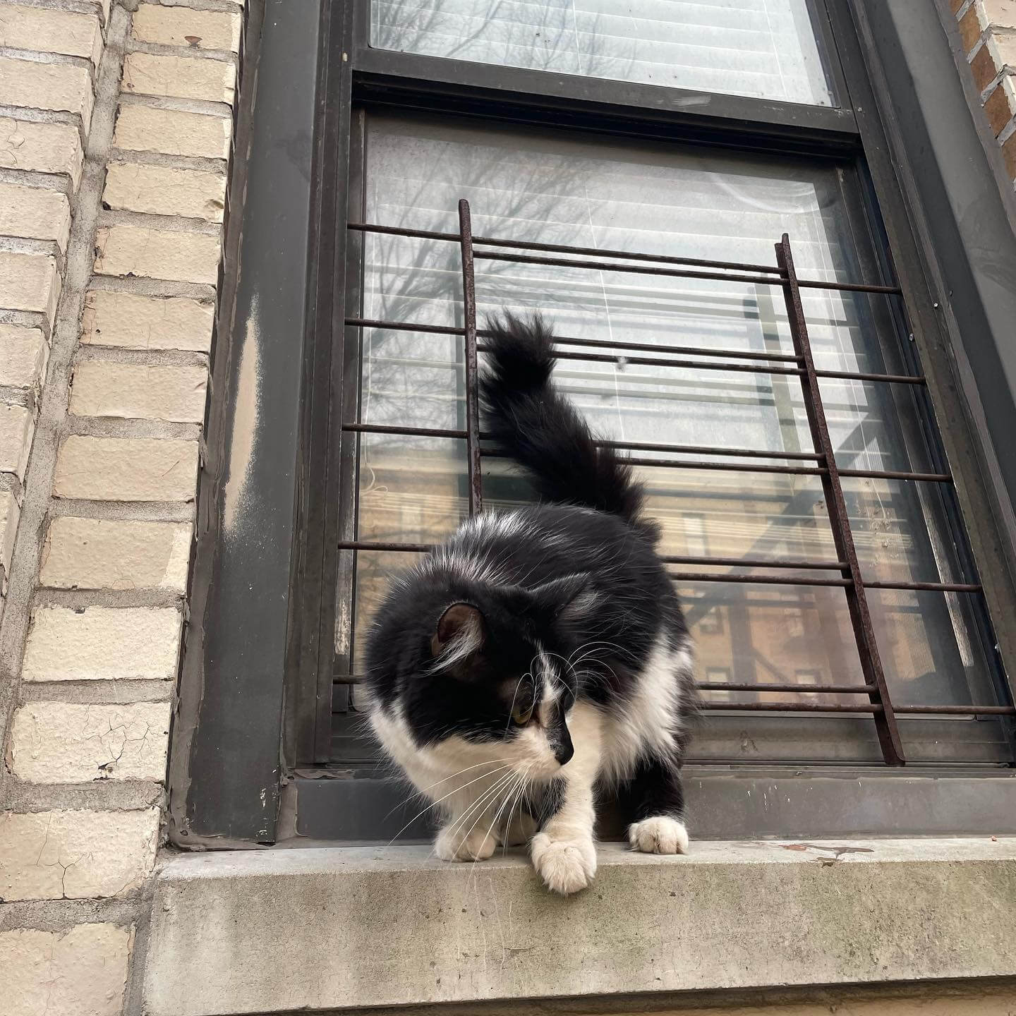 Abandoned and frightened cat sat on the ledge of Bronx apartment building for days trying to get out of the cold