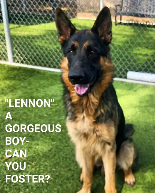 Gorgeous Lenon and nearly perfect German shepherd waiting for help