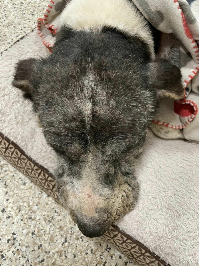 Heartbreaking: Stray’s fur gone to reveal elephant skin and his ears had been haphazardly cut off
