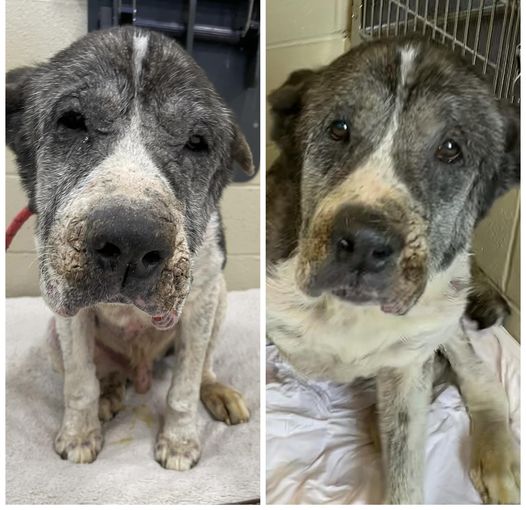 UPDATE: Throwaway pup with elephant skin and ears lopped off slowly improving