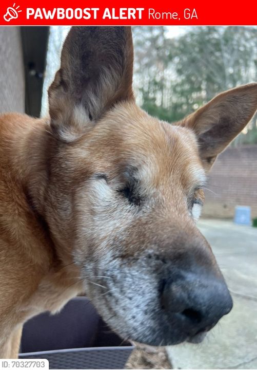 Lost and scared: 14 year old shepherd blind and deaf in Rome Georgia