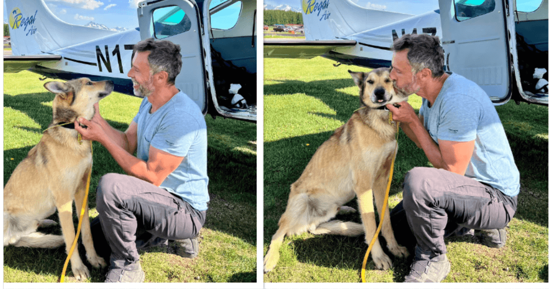 Sled dog who escaped at Iditarod checkpoint found and reunited with owner