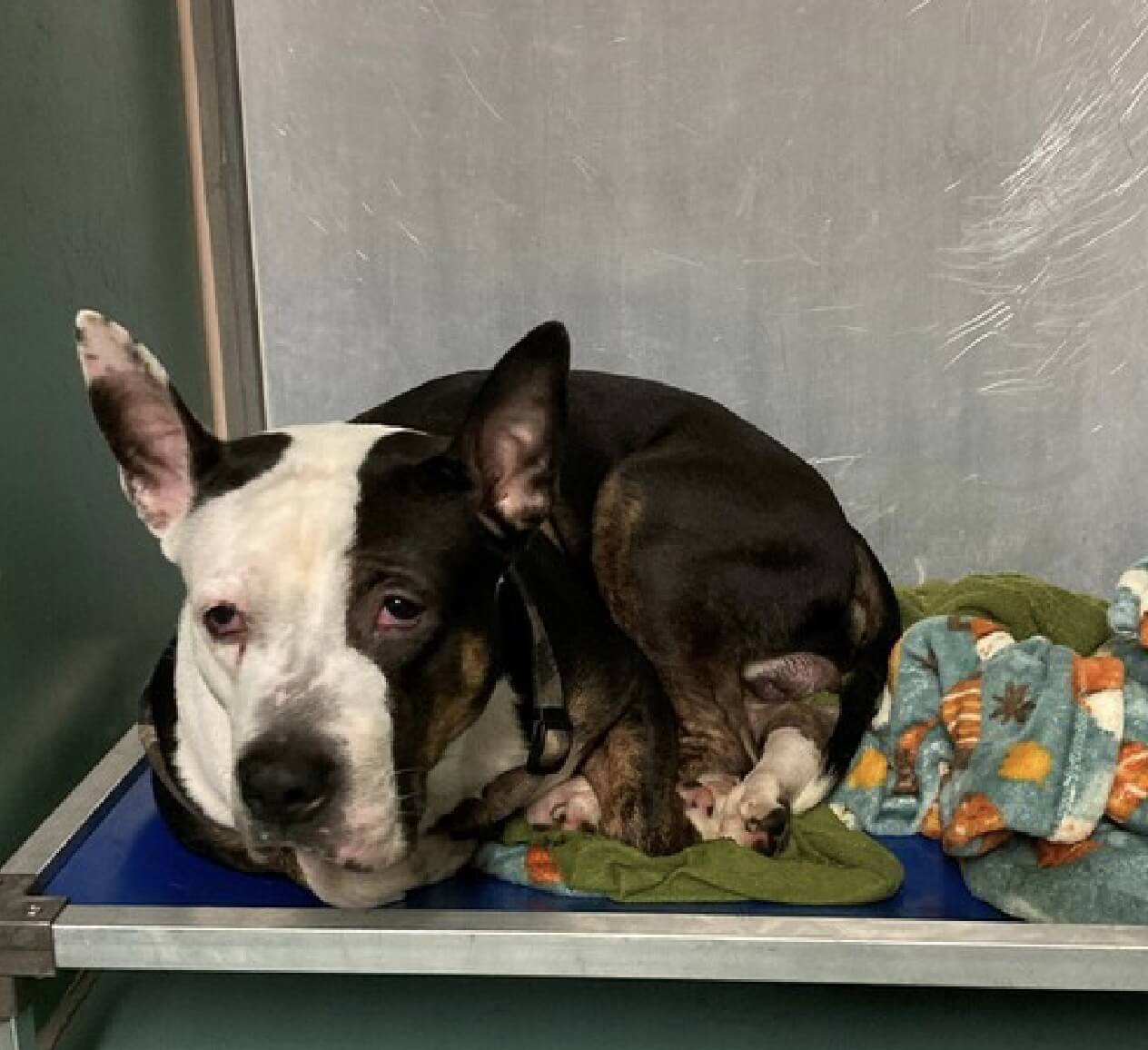 Destined to walk down lonely hallway at NYC shelter because he was born into a society of ‘throwaways’