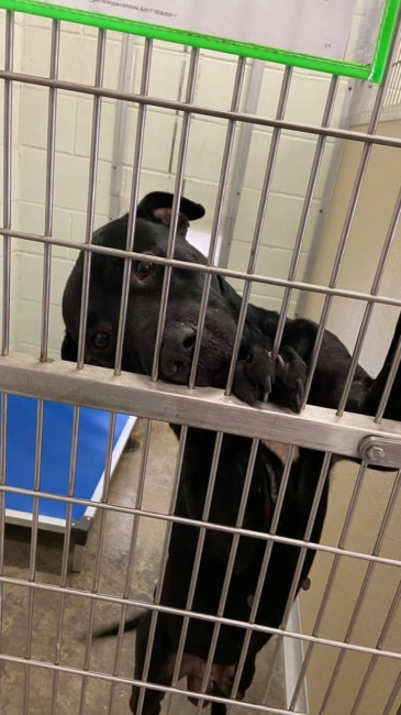 Every day depressed shelter pup with ‘black dog syndrome’ waits for the family he deserves