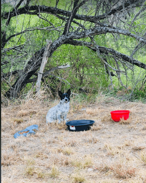 Stray in desperate need of rescue if he is to survive South Texas field