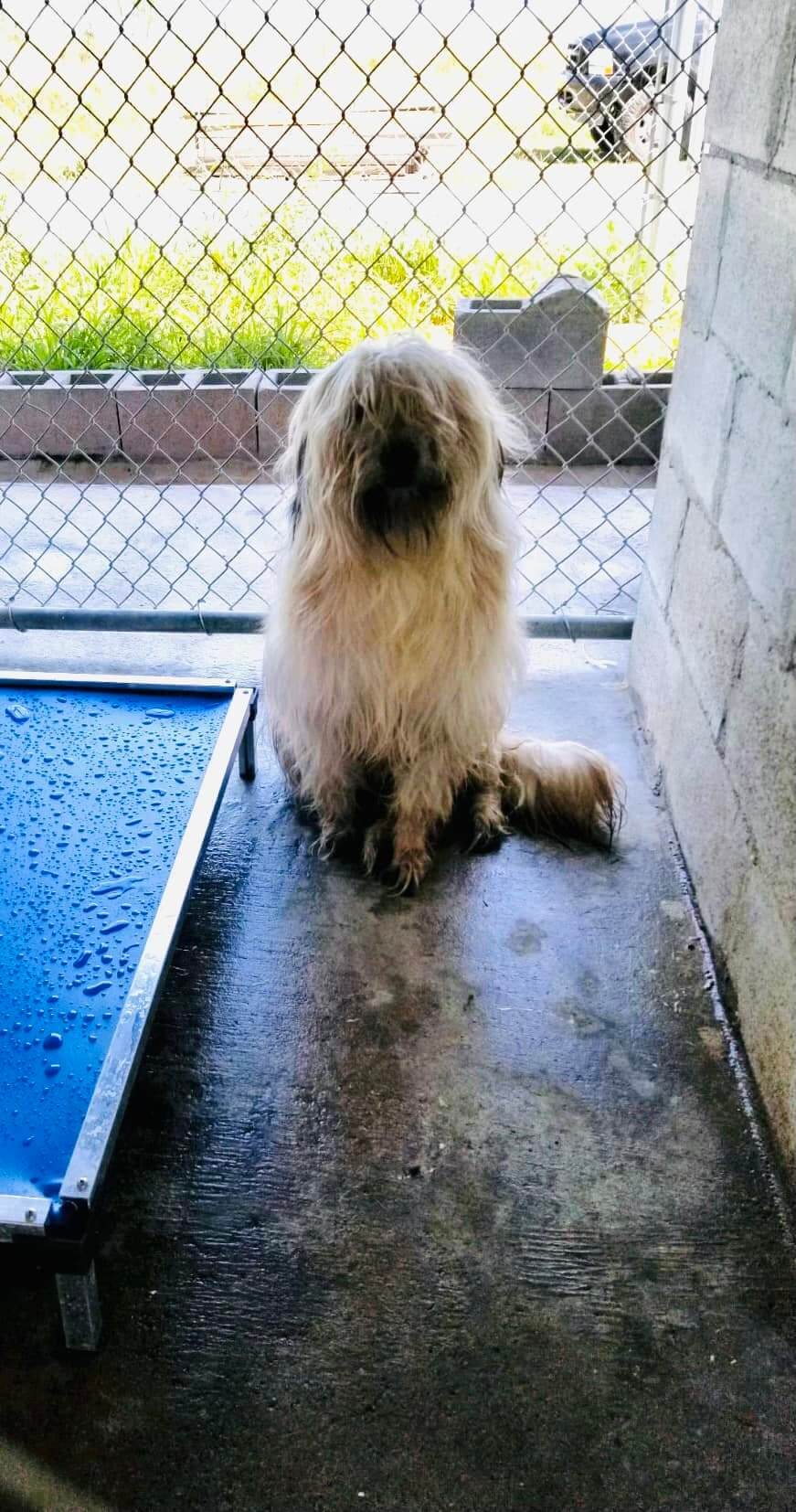 Leslie dog