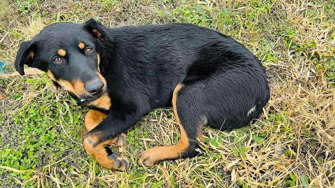 Unwanted puppy who didn’t know how to survive on the streets hit by a car rescued with help of social media