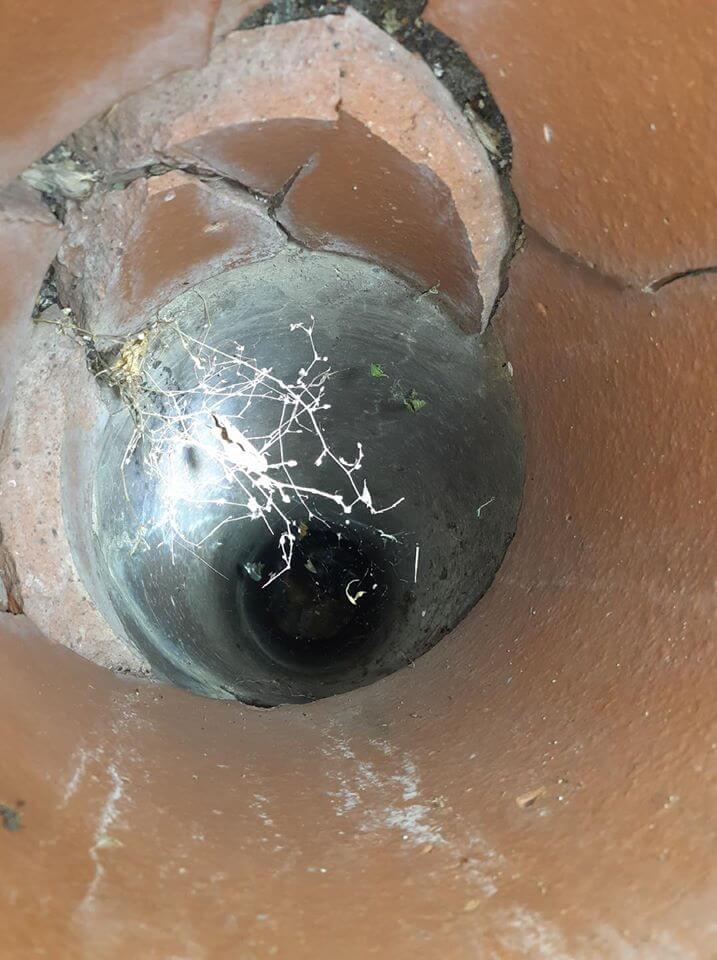 Kitten stuck in pipe for days and her tiny meows grew louder and louder