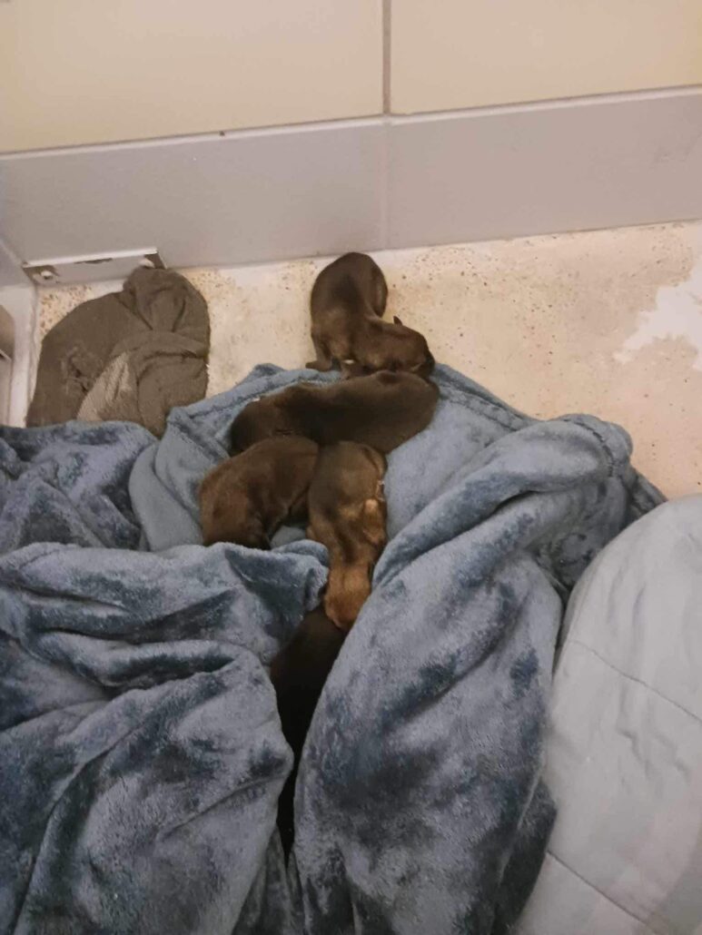 lexus-and-her-puppies-1-773x1030-1