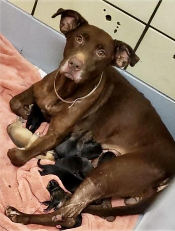 Lexus and her puppies