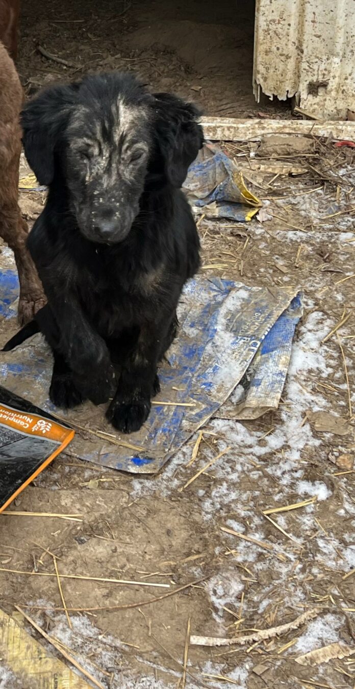 Stray Rescue of St. Louis: Helping the neediest feral puppies from bitter cold