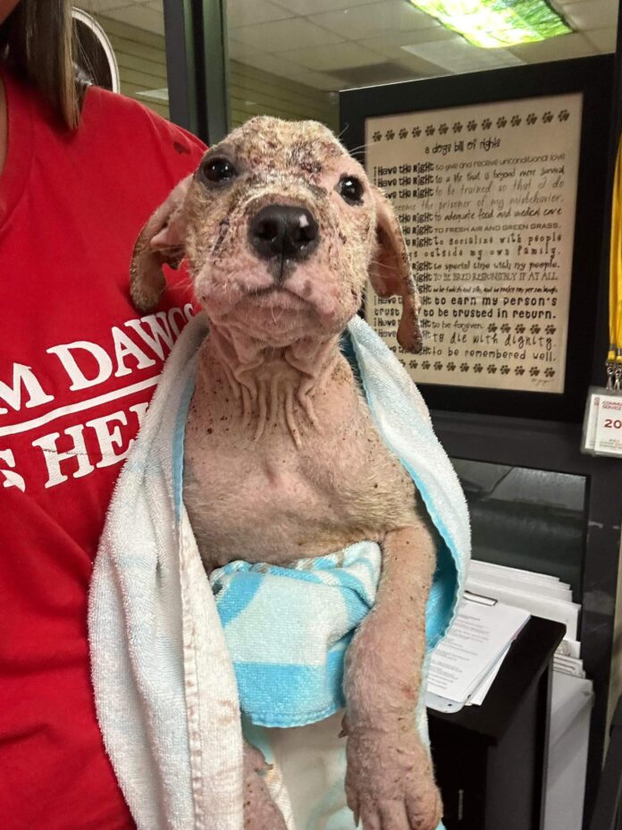 Neglected puppy with bent legs about to be euthanized in Georgia shelter gets a new chance at life