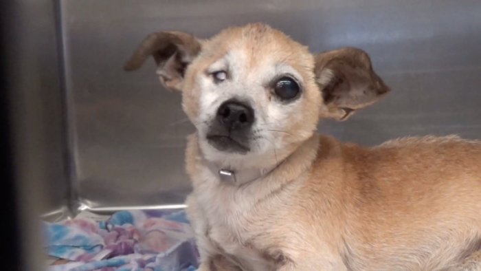 ‘Libby’ medical plea from shelter for help of old spine fracture