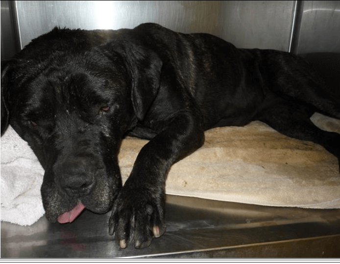 Scared and abandoned Mastiff’s life hangs in jeopardy at shelter