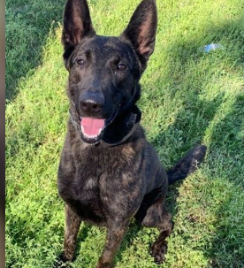 Underweight retired Liberty County K-9 officer surrendered to shelter under investigation