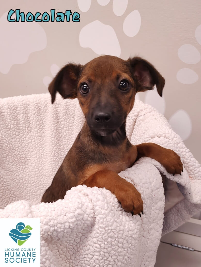 licking-county-dogs-778x1030-1