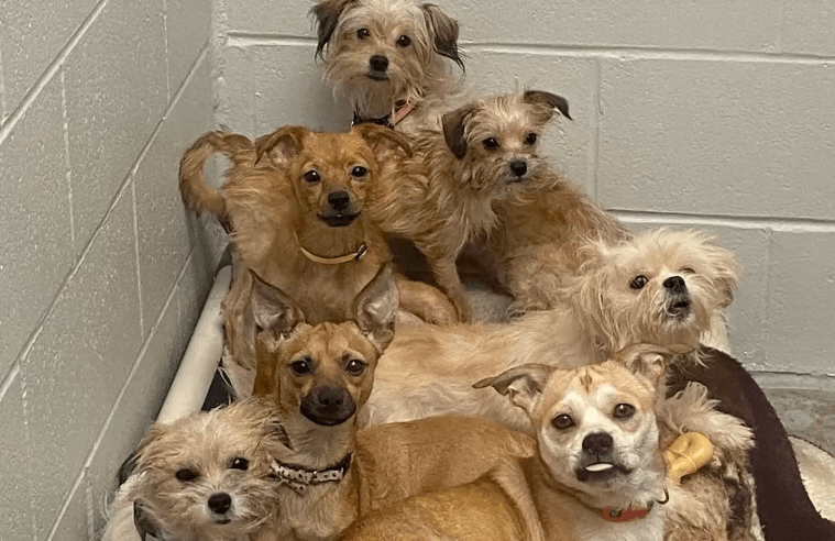 Licking County Humane Society rescues 80 dogs from condemned home