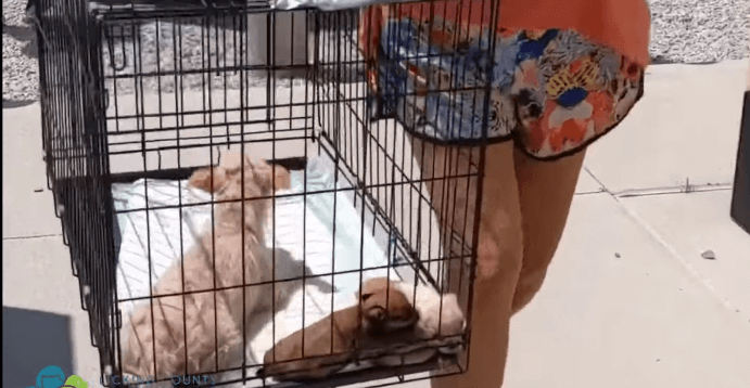 licking-county-dogs2