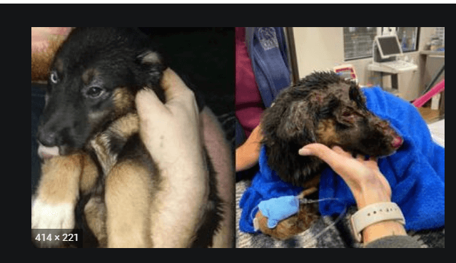 Missing dog burned in house fire found 6 days later