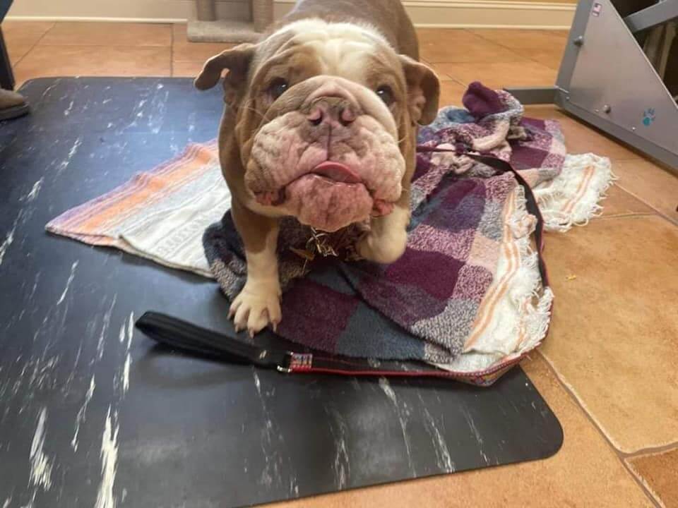 Veterinarian refused to euthanize young dog who just delivered puppies