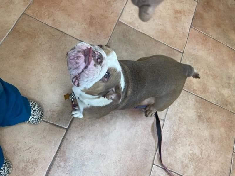 lila-bully1