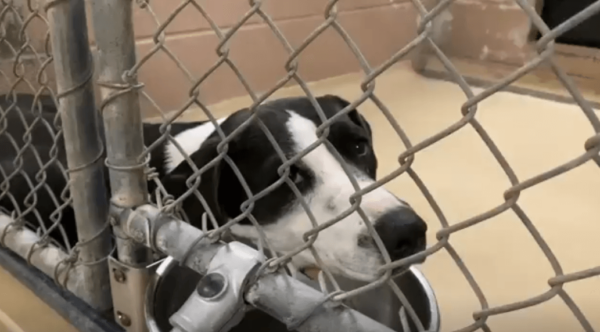 Don’t give up Lilo! Shaking little dog won’t get up