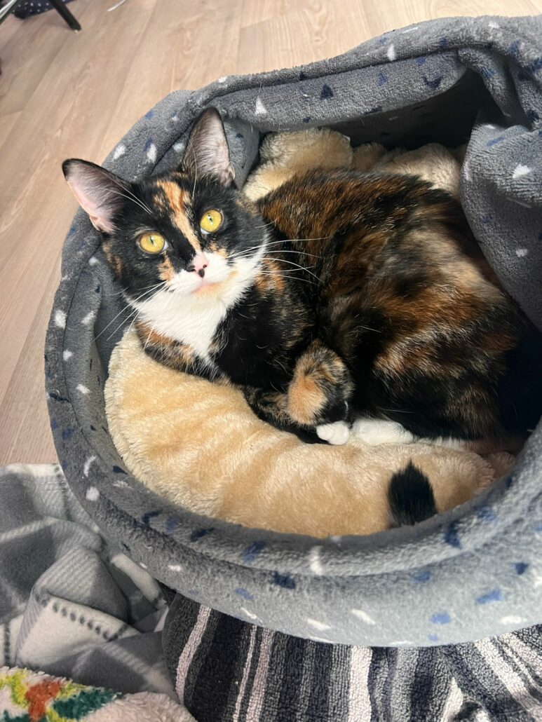 lilo-the-cat-2-773x1030-1